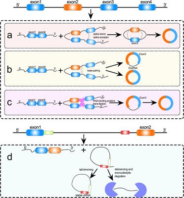 Advances in the Identification of Circular RNAs and Research Into circRNAs in Human Diseases